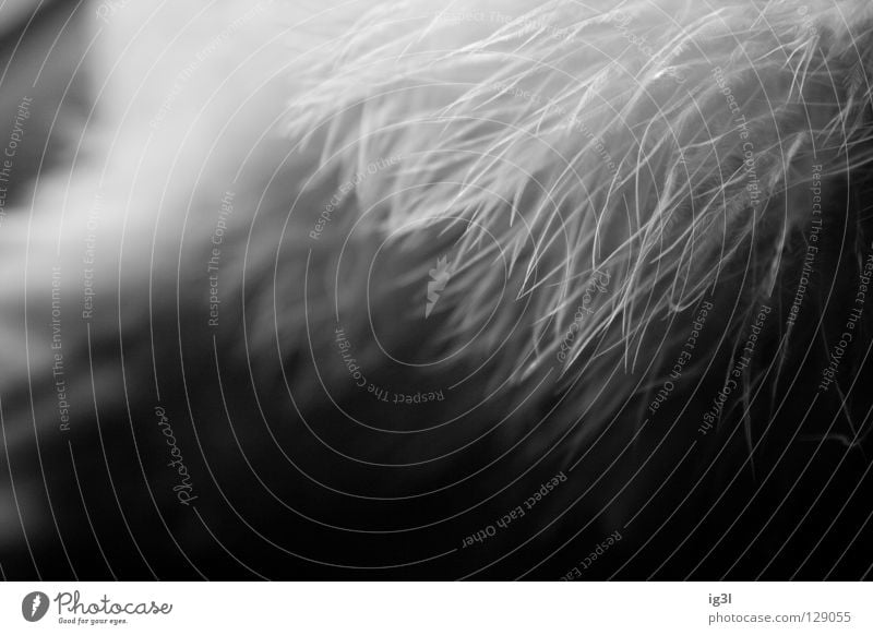 TRAUM°BILDER # Angriff der Riesententakeln```´ Fabelwesen Teleportation Zerstörung verkleiden Tarnung Traumwelt träumen Gedanke wirklich falsch fremdartig