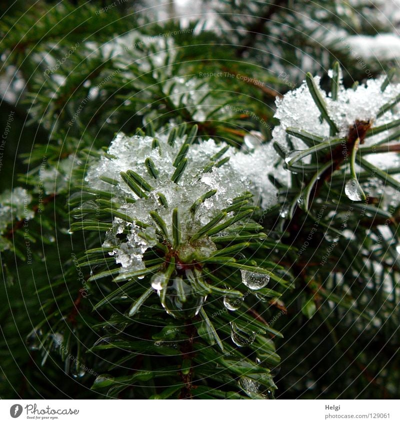 Tannenzweige mit nassem Schnee und Tropfen Baum Pflanze Wachstum Tannennadel dunkel Schneeflocke kalt Winter Dezember Januar Februar Frühling März April frieren