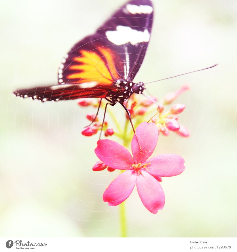 schnuppern Natur Pflanze Tier Blume Blüte Garten Park Wiese Wildtier Schmetterling Tiergesicht Flügel 1 beobachten Blühend Duft Erholung festhalten fliegen