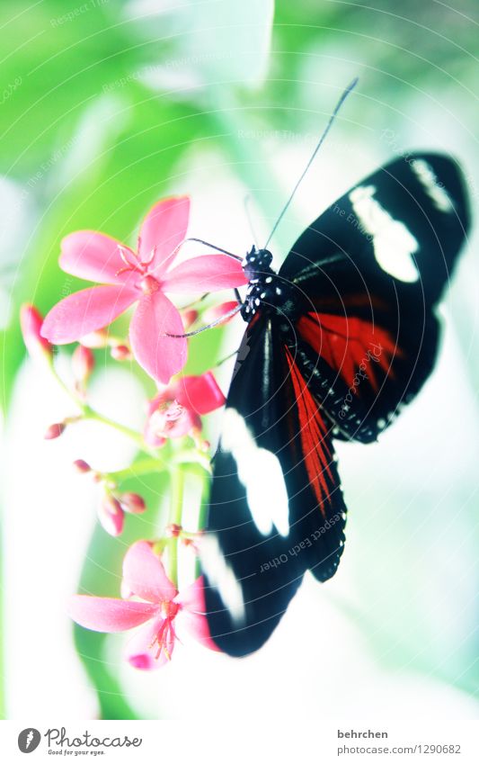 doris passionsfalter Natur Pflanze Tier Frühling Sommer Blume Blatt Blüte Garten Park Wiese Wildtier Schmetterling Tiergesicht Flügel 1 beobachten Blühend Duft