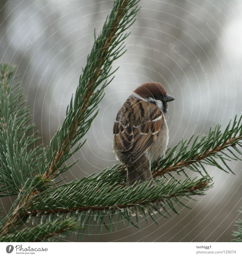 kommt ein Vogel geflogen! Baum Tanne Tier Spatz Natur