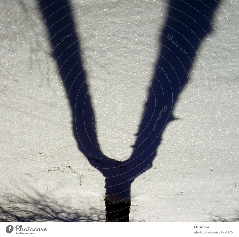 Stimmgabel Baum Musik Birke Geäst Winter weiß schwarz Baumrinde kalt Eis Schatten Gabel gewachsen Konzert Ast Zweig Schnee Spuren Stimme Natur glänzend