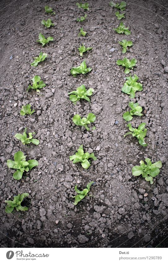 Salat-Beet im Gemüsegarten Erde Frühling Sommer Pflanze Nutzpflanze Garten frisch Gesundheit grün Gemüsebeet Feld Aussaat Jungpflanze Reihe Selbstversorger