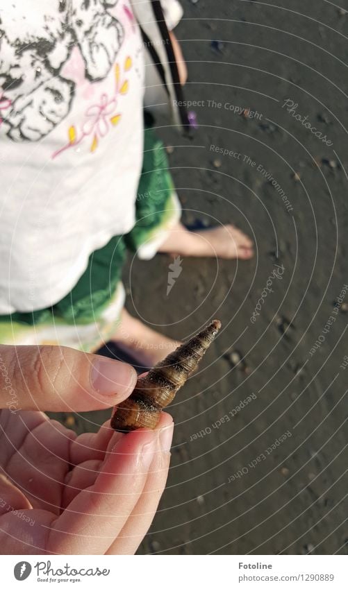 Guck mal! Mensch Kind Kindheit Finger Fuß Umwelt Natur Tier Urelemente Erde Sand Sommer Schönes Wetter Küste Strand klein natürlich Schneckenhaus Farbfoto