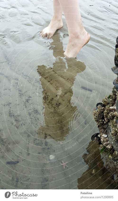 maritim Mensch Kind Kindheit Fuß Umwelt Natur Tier Sommer Küste Strand Nordsee Meer Muschel hell natürlich Barfuß Seestern Farbfoto mehrfarbig Außenaufnahme