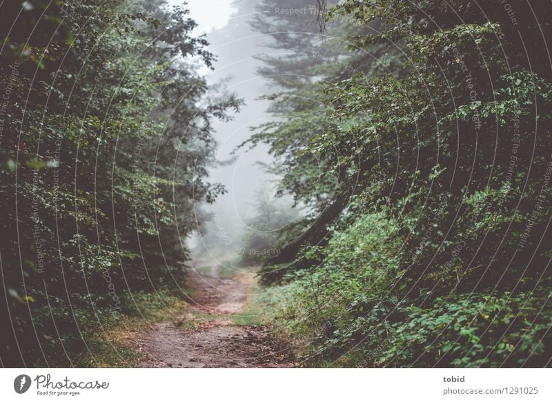 Pfade Natur Landschaft Pflanze Herbst schlechtes Wetter Nebel Baum Wald bedrohlich dunkel Wege & Pfade Windung Laubwald schmal Farbfoto Außenaufnahme