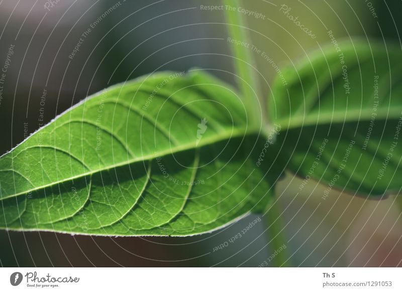 Blatt Natur Pflanze Frühling Sommer Blühend ästhetisch authentisch einfach elegant natürlich grün Gelassenheit geduldig ruhig einzigartig harmonisch schön