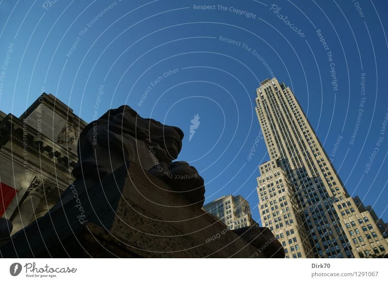 Patience, oder Fortitude? lesen Sightseeing Städtereise Bildung Bibliothek Kunst Skulptur Wolkenloser Himmel Sonnenlicht Schönes Wetter New York City Manhattan