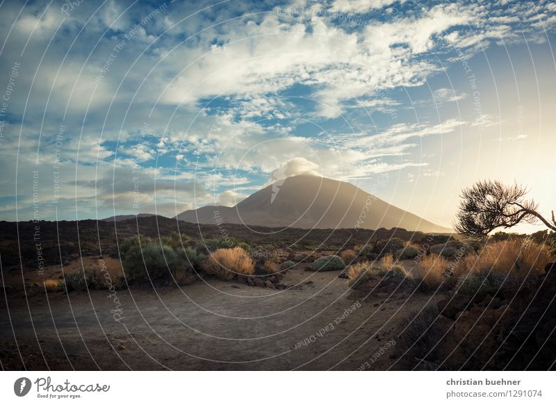 Vulcano island - tenerife Natur Landschaft Himmel Sommer Pflanze Baum Sträucher Felsen Vulkan Teide außergewöhnlich Kraft schön Sehnsucht Fernweh Abenteuer