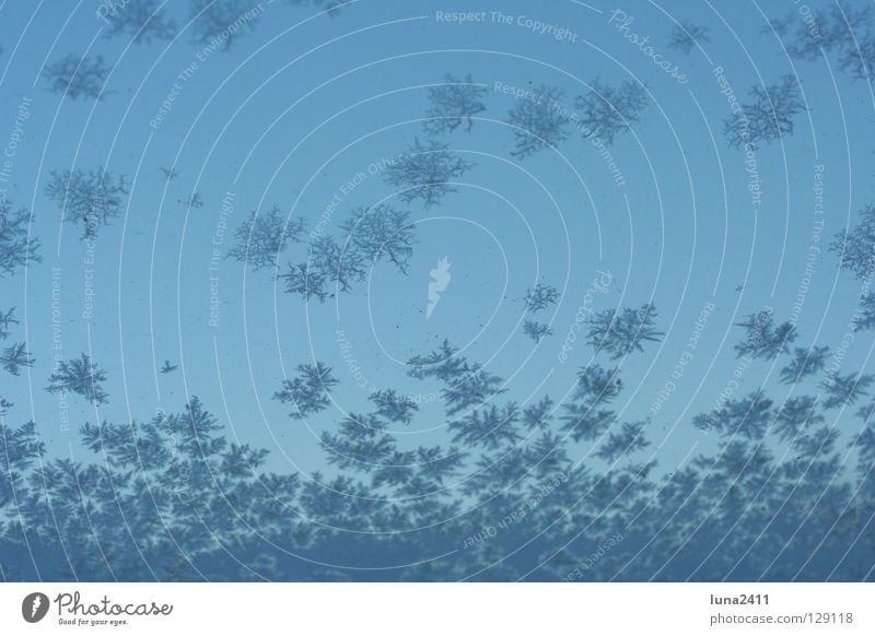 Eisblumen Winter Blume kalt Muster Stern (Symbol) Frost Schnee Kristallstrukturen blau Himmel Klarheit