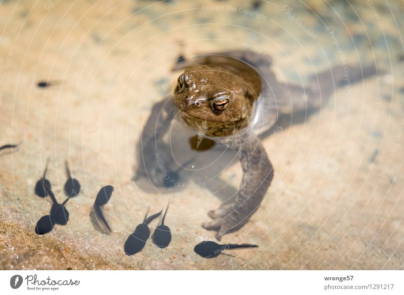 Amphibisch Frühling Park Tier Wildtier Amphibie Kröte Tiergruppe Tierfamilie beobachten tauchen braun schwarz Frühlingsgefühle Sicherheit Schutz Geborgenheit