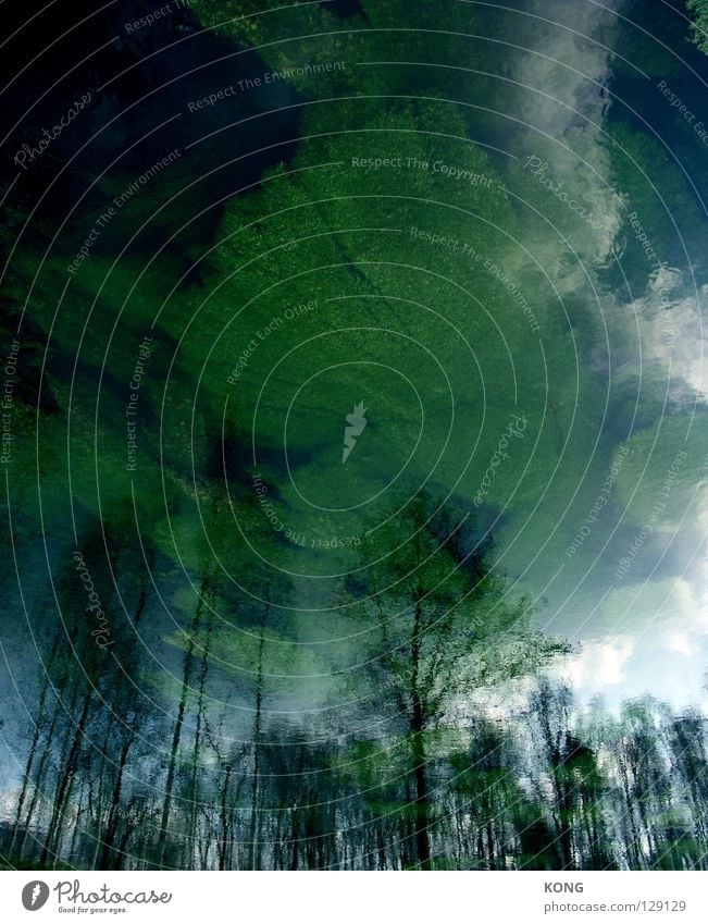 liquid skies Wald Gewässer Baum Pflanze Wachstum Reflexion & Spiegelung gruselig dunkel Frühling Vergänglichkeit Wasser Fluss Himmel bis in den himmel