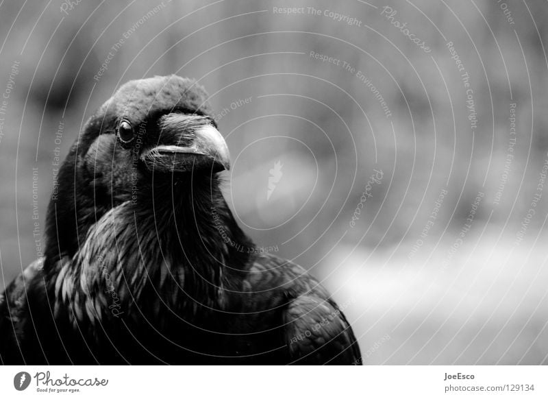 the crow 3/4 schön Natur Tier Wildtier Vogel 1 fliegen glänzend Blick warten ästhetisch schwarz weiß Rabenvögel Krähe Kolkrabe Tiefenschärfe Feder stark