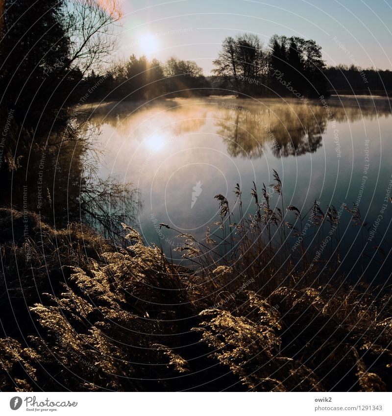 See, friedlich Umwelt Natur Landschaft Pflanze Luft Wasser Wolkenloser Himmel Horizont Wetter Schönes Wetter Baum Gras Sträucher Röhricht Insel Teich Seeufer