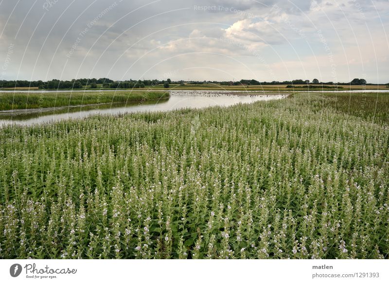 die Eibischplantage Natur Landschaft Pflanze Himmel Wolken Horizont Sommer Wetter schlechtes Wetter Baum Sträucher Küste Seeufer Bucht Moor Sumpf Menschenleer