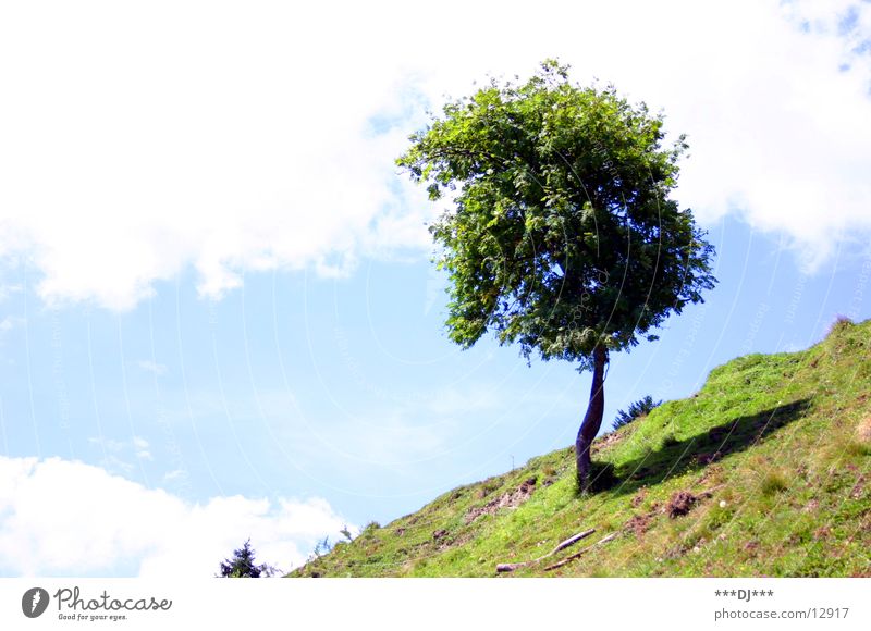 Lonely tree! Gras Wiese Baum Wolken Steigung Ferien & Urlaub & Reisen Sommer Himmel Wetter Schatten Berge u. Gebirge Baumstamm