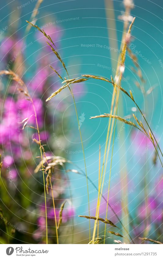 Lieblingsfarben Ausflug Sommer Natur Landschaft Wasser Schönes Wetter Gras Sträucher Blüte Wildpflanze Gräserblüte Alpen See Lünersee Brandnertal