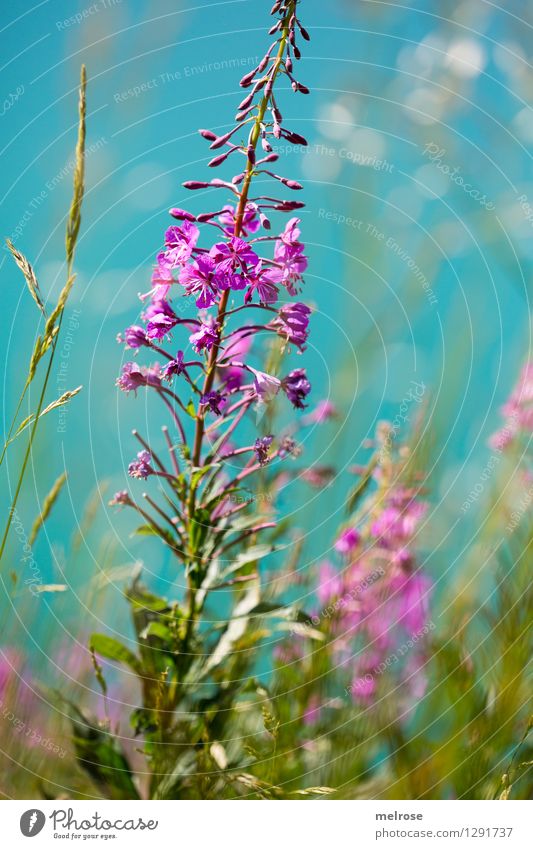 Bergblumen - Name ? Ferien & Urlaub & Reisen Ausflug Gebirgssee Natur Pflanze Wasser Sommer Schönes Wetter Blume Gras Sträucher Halm Alpen See Lünersee Brand