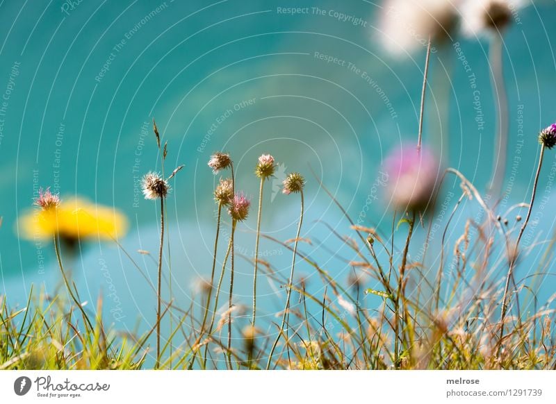 Blümsche elegant Stil Natur Pflanze Erde Wasser Sonne Sommer Schönes Wetter Wildpflanze Bergblumen Blume Gras Löwenzahn Alpen Seeufer Lünersee Brand