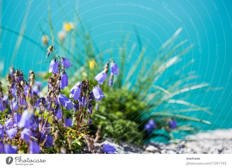 Glockenblumen auf 1970m elegant Stil Natur Landschaft Wasser Sommer Blüte Wildpflanze Gräser Wiesenblume Seeufer Lünersee Gebirgssee Brand Vorarlberg Blühend