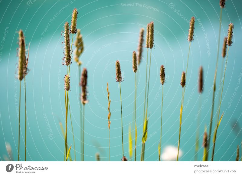 in Reih und Glied elegant Stil Ausflug Sommerurlaub Umwelt Natur Wasser Schönes Wetter Wildpflanze Seegras Gräserblüte Gras Lünersee Brand Bundesland Vorarlberg