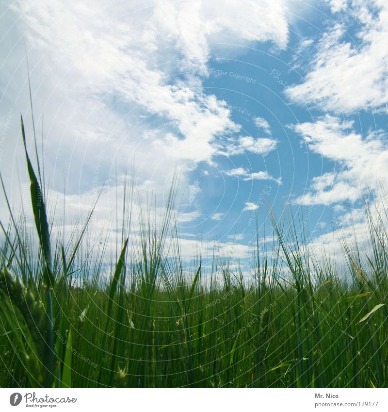 Himmelfeld Feld Kornfeld himmelblau Wolkenbild himmlisch saftig giftgrün weiß schlechtes Wetter Ähren Landwirtschaft Wolkenformation Körnerbrot himmelbild