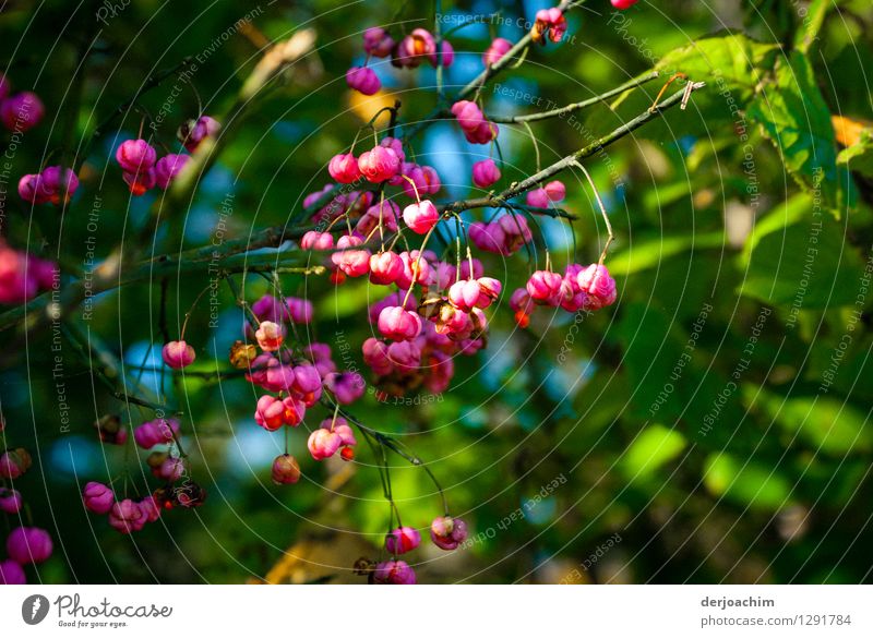 Es blüht mit roten Knobsen an den Zweigen. Ganz viel Grün im Hintergrund. exotisch Wohlgefühl Sommer Natur Schönes Wetter Pflanze Park Bayern Deutschland