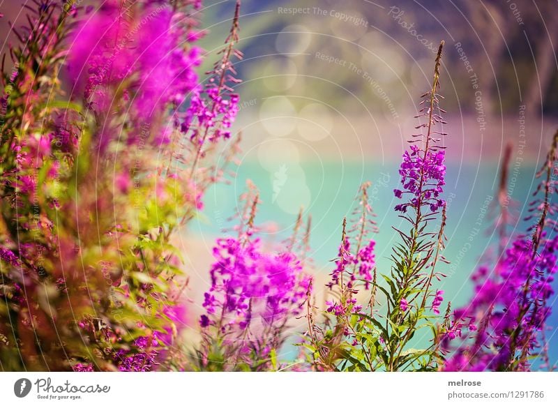 Blumen auf 1970 m Ferien & Urlaub & Reisen Tourismus Sommerurlaub Berge u. Gebirge Gebirgssee Natur Landschaft Wasser Schönes Wetter Sträucher Blüte Wildpflanze