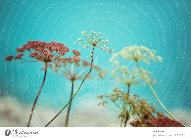 ein wenig türkis elegant Stil Natur Wasser Sommer Schönes Wetter Pflanze Blume Sträucher Blüte Wildpflanze See Lünersee Gebirgssee Brand Vorarlberg Österreich