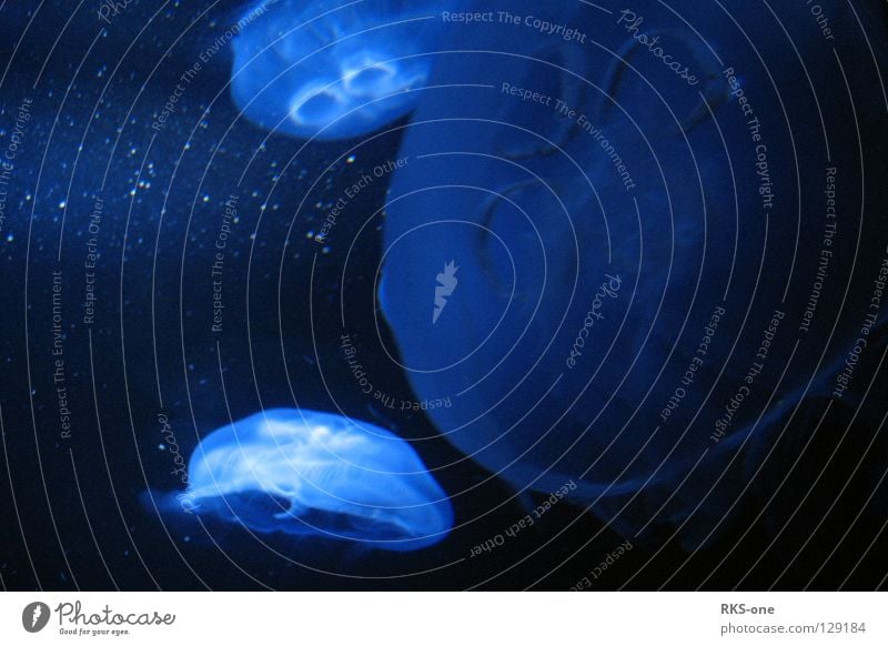 Hang Loose, Surfers! Qualle Meer Schweben leicht Im Wasser treiben Lebewesen Urzeit Farbe Fisch glibber Leben jellyfish ocean Schwimmen & Baden