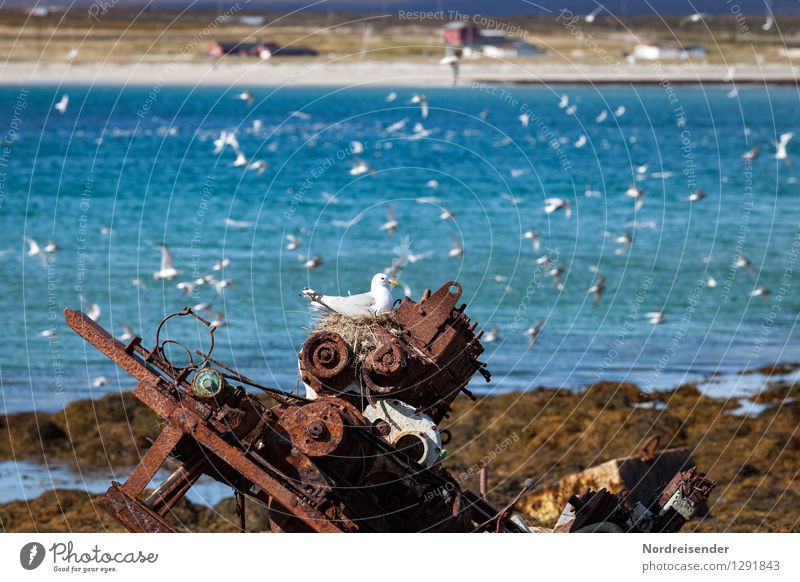 Ressourcen nutzen..... Meer Maschine Technik & Technologie Wasser Küste Fischerdorf Wasserfahrzeug Tier Vogel 1 Schwarm Metall außergewöhnlich Freundlichkeit