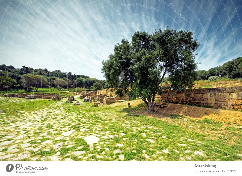 der Baum Umwelt Natur Landschaft Pflanze Himmel Wolken Horizont Sommer Wetter Schönes Wetter Gras Sträucher Wald Rabat Marokko Ruine Mauer Wand Stein alt blau