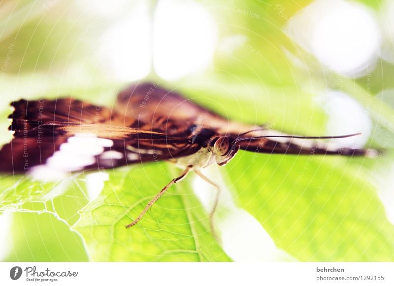 augen auf! Natur Pflanze Tier Frühling Sommer Schönes Wetter Baum Blatt Garten Park Wiese Wildtier Schmetterling Tiergesicht Flügel 1 beobachten Erholung