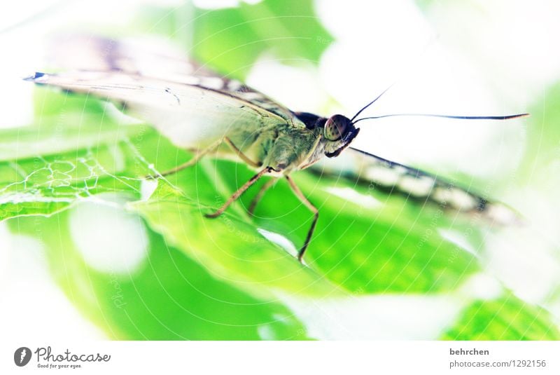 starrsinn Natur Pflanze Tier Frühling Sommer Schönes Wetter Baum Blatt Garten Park Wiese Wildtier Schmetterling Tiergesicht Flügel 1 Erholung fliegen Fressen