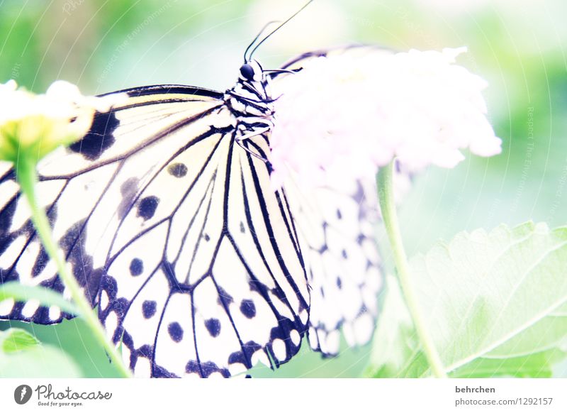 gut abgehangen Natur Pflanze Tier Frühling Sommer Schönes Wetter Blume Blatt Blüte Garten Park Wiese Wildtier Schmetterling Tiergesicht Flügel Weiße Baumnymphe