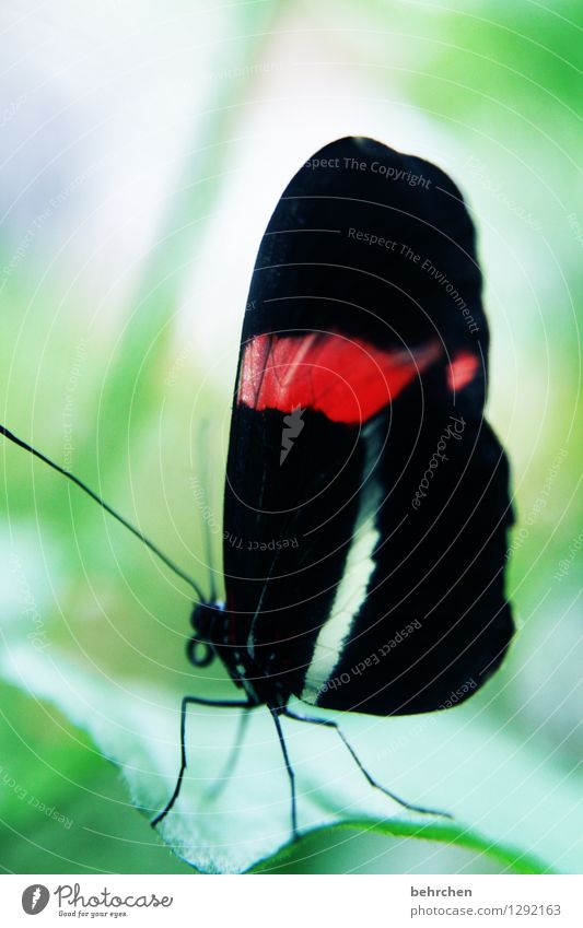 einfach schön Natur Pflanze Tier Frühling Sommer Baum Blatt Garten Park Wiese Wildtier Schmetterling Flügel 1 beobachten Erholung fliegen sitzen außergewöhnlich