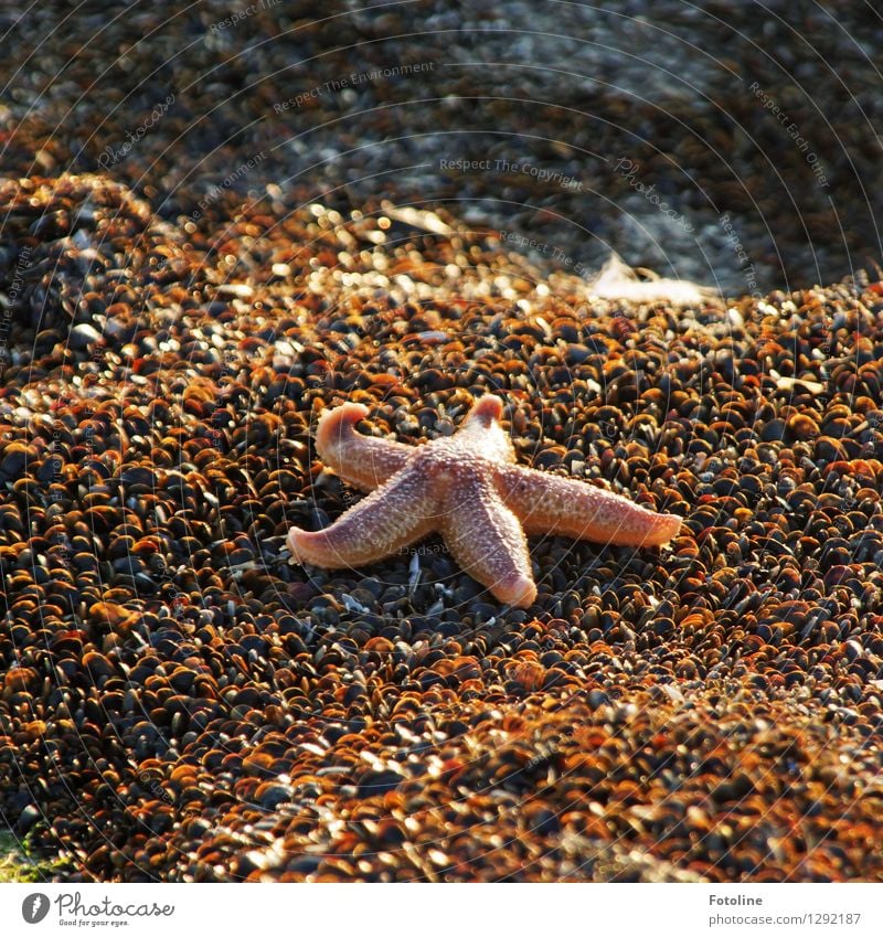 gestrandet Umwelt Natur Tier Nordsee Muschel nah natürlich Seestern Miesmuschel Muschelbank Farbfoto mehrfarbig Außenaufnahme Nahaufnahme Tag Licht Sonnenlicht