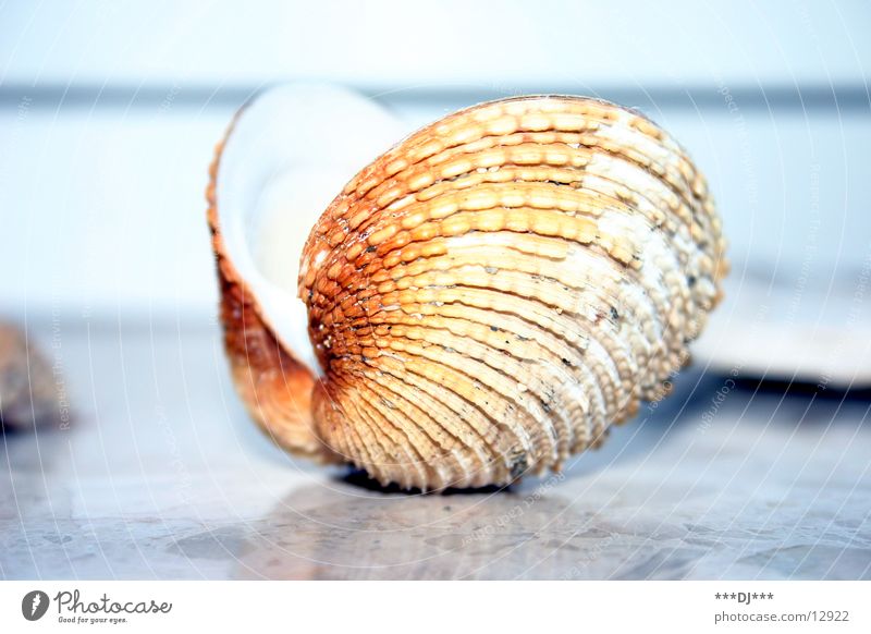 Muschel öffne dich! Meer Strand finden Suche Perle tauchen Schmuck Australien Wasser