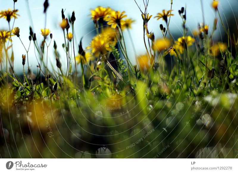 Lagen Umwelt Natur Landschaft Pflanze Urelemente Klima Schönes Wetter Blume Blatt Blüte Wildpflanze Garten Park Wiese Feld Coolness einfach fest Flüssigkeit