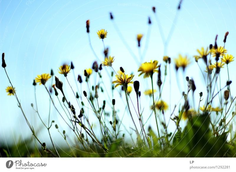 ylw Umwelt Natur Pflanze Urelemente Klima Schönes Wetter Blume Gras Blatt Blüte Wildpflanze Garten Park Wiese Feld ästhetisch außergewöhnlich Coolness fest