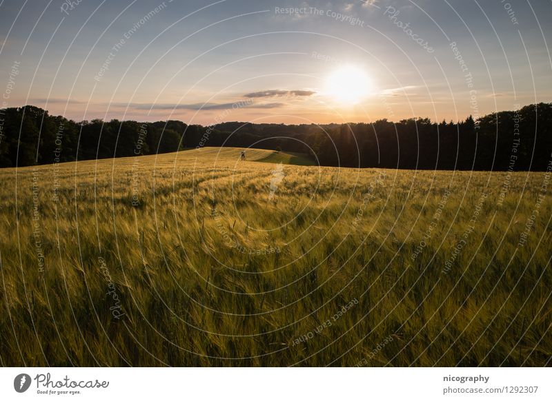 Goldenes Kornfeld Natur Pflanze Himmel Sonne Sonnenlicht Frühling Klima Wetter Schönes Wetter Wärme Nutzpflanze Feld Wald Hügel Blühend Denken Erholung Blick