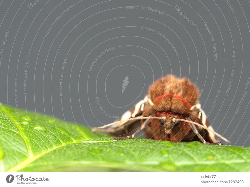 Bärengesicht Natur Pflanze Tier Sommer Blatt Wildtier Schmetterling Tiergesicht Flügel Motte Insekt 1 krabbeln sitzen frisch nah braun grau grün arctia caja