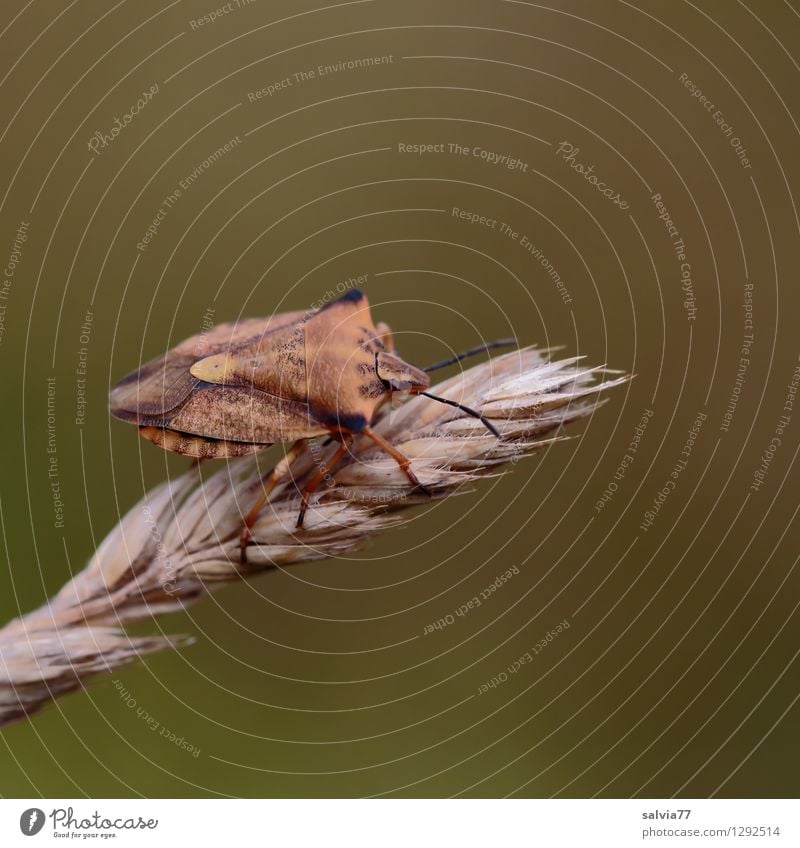 Anpassung Sommer Blüte Gräserblüte Tier Wildtier Wanze Insekt 1 krabbeln sitzen klein nah natürlich oben braun Zufriedenheit verstecken anpassungsfähig