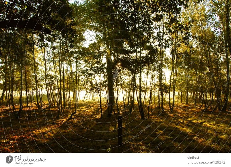 Wahner Heide 22 Sonnenaufgang Morgen braun grün gelb wandern Licht Nebel Sonnenstrahlen Farbe Herbst Landschaft Himmel Erde Spaziergang Natur Reflektion