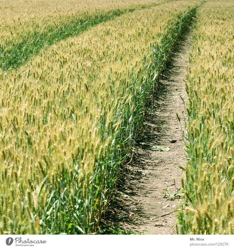 stigma Furche Spuren Fahrbahn diagonal Traktorspur Landwirtschaft Feld Kornfeld Fußweg Wege & Pfade grün gelb frisch Ähren Halm Sommer tiefe furchen spurrillen