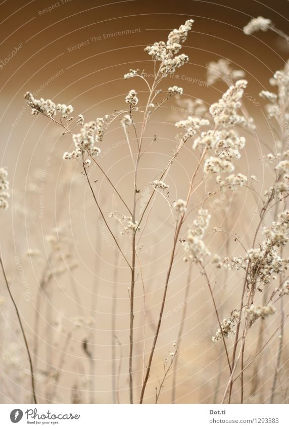 Wintergras Natur Pflanze Herbst Wildpflanze trocken Vergänglichkeit Gräserblüte Halm verblüht zart zerbrechlich Farbfoto Gedeckte Farben Außenaufnahme