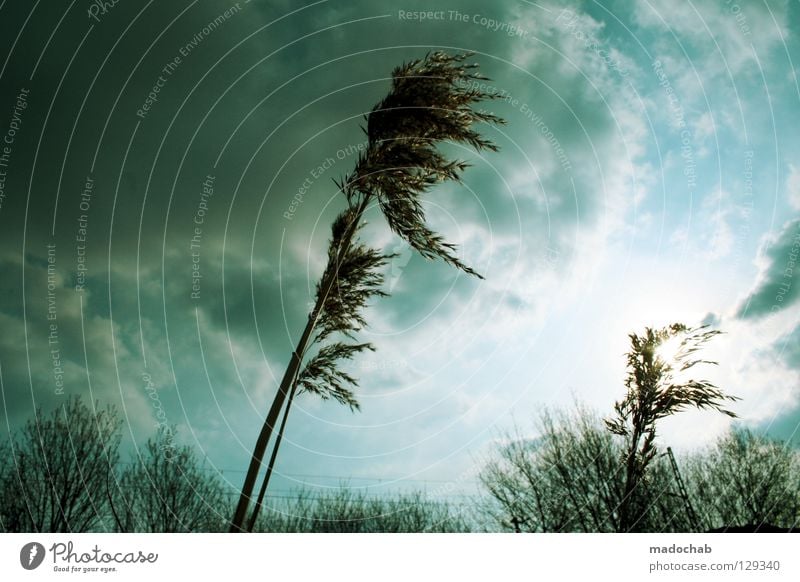 STÜRMISCHE ZEITEN Sturm Natur Pflanze Unwetter Windgeschwindigkeit stark Macht unruhig kalt schlechtes Wetter Wechseln unbeständig grün wackeln Wolken