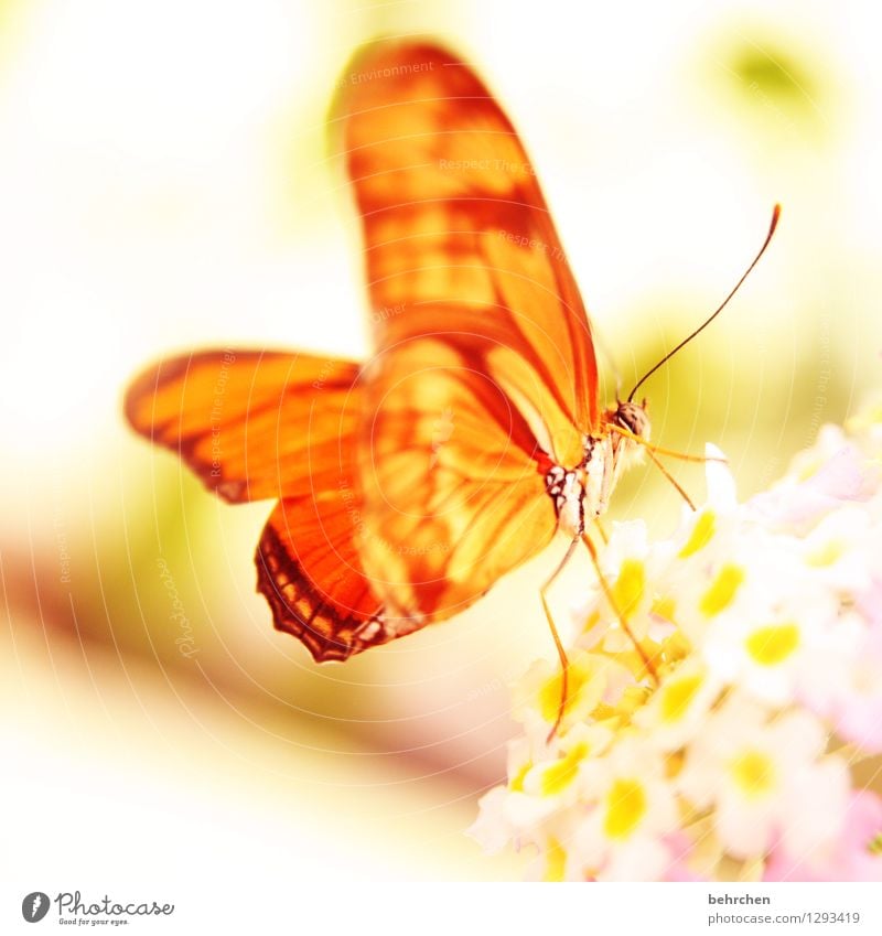 die sonne geht auf... Natur Pflanze Tier Frühling Sommer Blume Blatt Blüte Garten Park Wiese Wildtier Schmetterling Flügel 1 Blühend Erholung fliegen Fressen