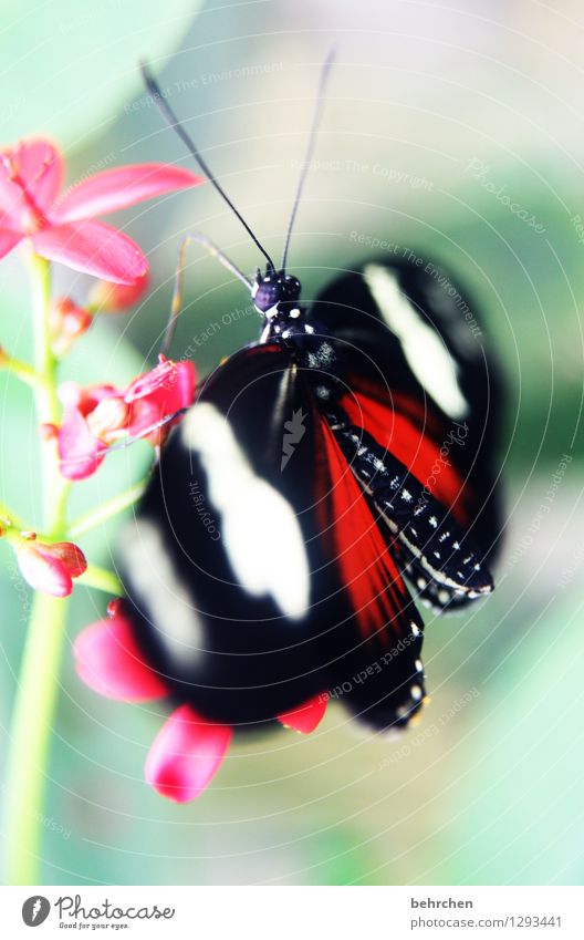 glänzend Natur Pflanze Tier Frühling Sommer Schönes Wetter Blume Blatt Blüte Garten Park Wiese Wildtier Schmetterling Tiergesicht Flügel Facettenauge Fühler