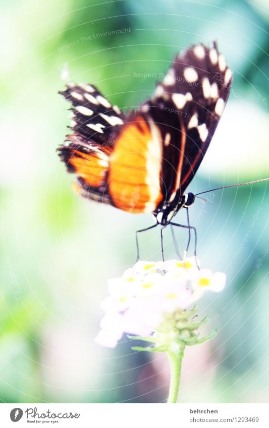 abheben Natur Pflanze Tier Frühling Sommer Blume Blatt Blüte Garten Park Wiese Wildtier Schmetterling Flügel 1 beobachten Bewegung fliegen sitzen